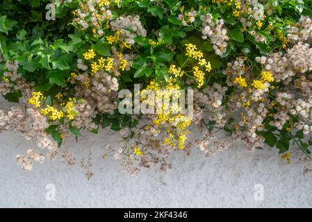 Fiori gialli e landelione bianco-come semi di capello edera su parete bianca Foto Stock