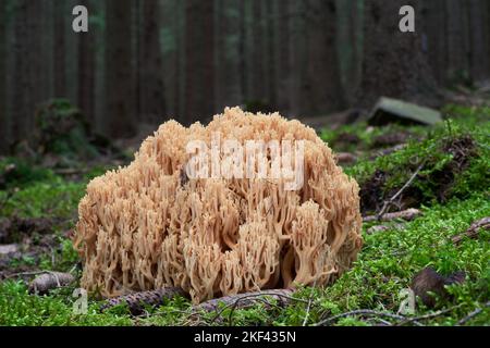 Funghi non commestibili Ramaria largentii nella foresta umida di abete rosso. Fungo di corallo che cresce nel muschio. Foto Stock