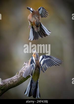 Due pappe sono rivolte verso l'alto. Shropshire, Regno Unito: QUESTO PAIO di pifferini feisty sembrano squabbling su un persico di legno. In una delle fotografie Foto Stock