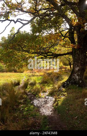 Campagna gallese con la luce del sole sul campo verde un ruscello e un albero in autunno Foto Stock