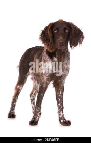 Piccolo cane munsterlander isolato su sfondo bianco Foto Stock