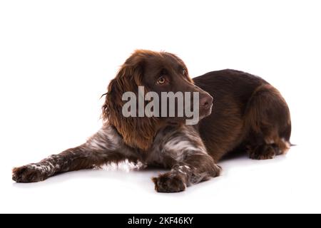 Piccolo cane munsterlander isolato su sfondo bianco Foto Stock