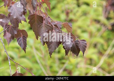 Sand-Birke (Betula pendula 'Purpurea') Foto Stock