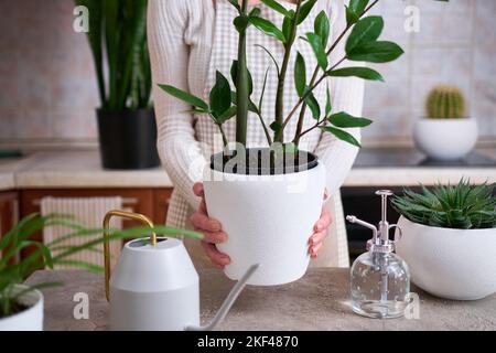 Donna in possesso di Zamioculcas vaso casa impianto a casa Foto Stock