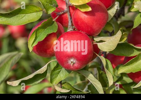 Apfel (Malus domestica KANZI) Foto Stock