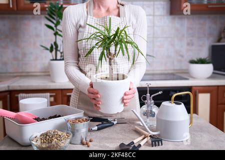 Donna in possesso di vaso Dracaena casa pianta a casa Foto Stock