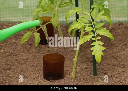 Annaffiatura della pianta di pomodoro in serra con irrigazione a bottiglia. L'acqua viene versata da un annaffiatoio in una bottiglia di plastica tagliata. Innaffiatura di radici fatta in casa Foto Stock