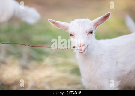 Capra su una fattoria rurale primo piano. Una capra bianca interessata divertente senza un corno si sbirca da dietro una recinzione di legno. Il concetto di agricoltura e di hu animale Foto Stock