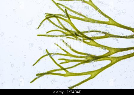 Codium tomentosum o corno di velluto o ramificazione di alghe verdi spugnose e bolle d'aria nell'acqua. Foto Stock