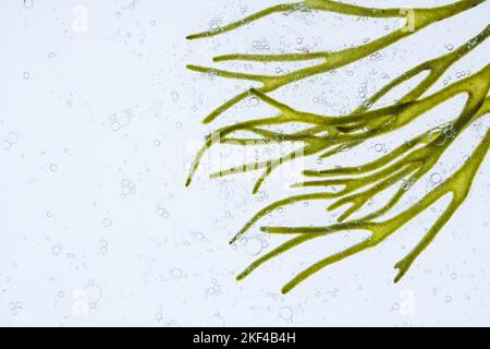 Codio tomentosum o corno di velluto o alghe verdi spugnose ramificazione e bolle d'aria in acqua. Foto Stock