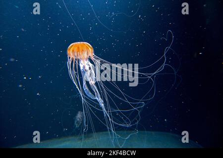 Aquarienaufnahme, Kompassqualle, (Chrysaora melanaster), Foto Stock