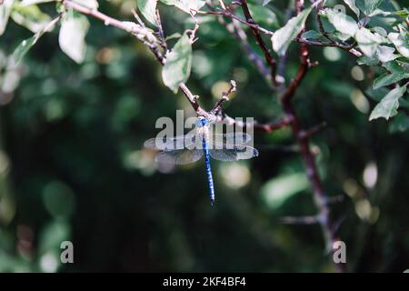 Vivace Dragonfly blu arroccato su Branch Foto Stock