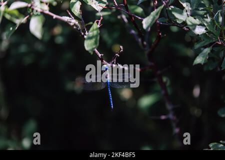 Vivace Dragonfly blu arroccato su Branch Foto Stock