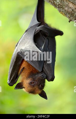 Flugfuchs (Pteropus sp.), Heimat Südostasien, Captive, Baden-Württemberg, Deutschland Foto Stock