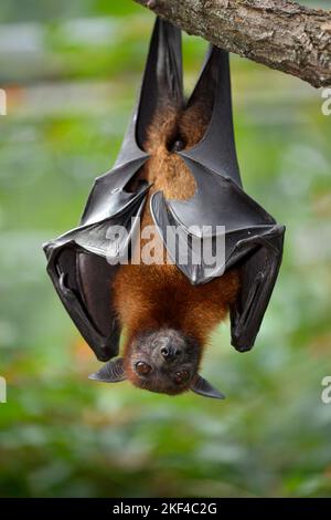 Flugfuchs (Pteropus sp.), Heimat Südostasien, Captive, Baden-Württemberg, Deutschland Foto Stock