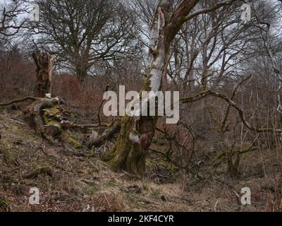 Vecchio e caduto albero di betulla con toadstools non identificati che crescono dal tronco nella Foresta di Strachur da Balliemeanoch. Strachur. Argyll e Bute. Scozia Foto Stock