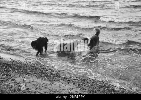 Goldendoodle e cani pastore australiani che giocano in mare. Frolicking in acqua con un sacco di divertimento. Foto degli animali sulla spiaggia Foto Stock
