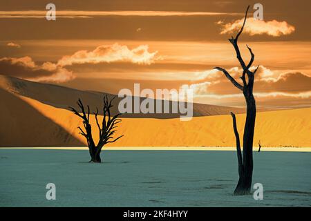 Kameldornbäume (Acacia erioloba), auch Kameldorn oder Kameldornakazie als Silhouette im ersten Morgenlicht auf die Duenen, Namib Naukluft Nationalpar Foto Stock