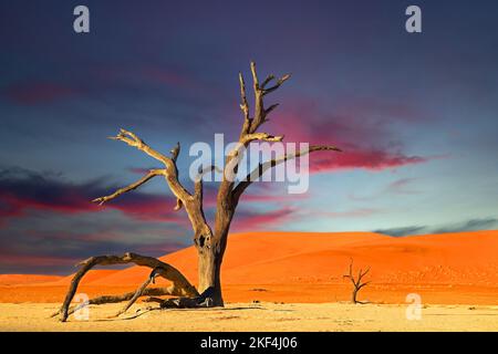 Kameldornbäume (Acacia erioloba), auch Kameldorn oder Kameldornakazie im ersten Morgenlicht , Namib Naukluft Nationalpark, Deadvlei, Dead Vlei, Soss Foto Stock
