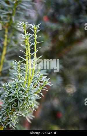 Prumnopitys andina League o cileno prugna yew sempreverde conifere. Pianta velenosa con alkaloidi tossine. Germogli fuoco selettivo primo piano con Foto Stock