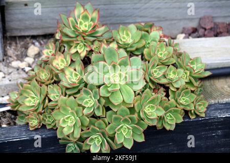 Aeonium Kiwi (Aeonium haworthii 'Kiwi') con rosetta variegata : (pix SShukla) Foto Stock