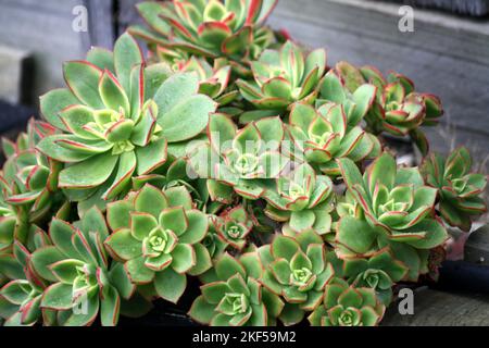 Aeonium Kiwi (Aeonium haworthii 'Kiwi') con rosetta variegata : (pix SShukla) Foto Stock