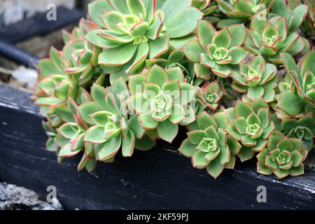 Aeonium Kiwi (Aeonium haworthii 'Kiwi') con rosetta variegata : (pix SShukla) Foto Stock