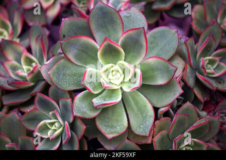 Aeonium Kiwi (Aeonium haworthii 'Kiwi') con rosetta variegata : (pix SShukla) Foto Stock