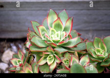 Aeonium Kiwi (Aeonium haworthii 'Kiwi') con rosetta variegata : (pix SShukla) Foto Stock