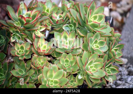 Aeonium Kiwi (Aeonium haworthii 'Kiwi') con rosetta variegata : (pix SShukla) Foto Stock