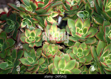 Aeonium Kiwi (Aeonium haworthii 'Kiwi') con rosetta variegata : (pix SShukla) Foto Stock