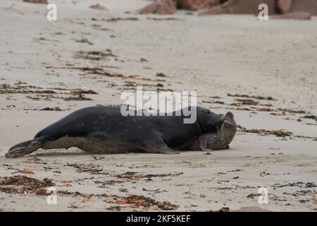 Grypus di Halichoerus, Kegelrobbe Bulle erbeutet Jungtier, toro di foca grigio che cattura un juvenil Foto Stock