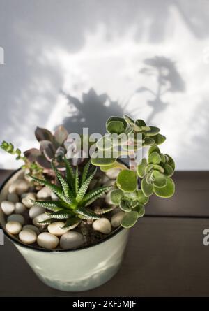 Vari tipi di succulenti in una composizione in una pentola di ceramica. Belle ombre da piante. Passione per la coltivazione di piante da interno e cura per i fiori Foto Stock