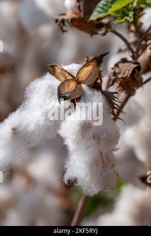 Raccolta. Primo piano di boli di cotone maturo sul ramo e soffice cotone bianco. Israele Foto Stock