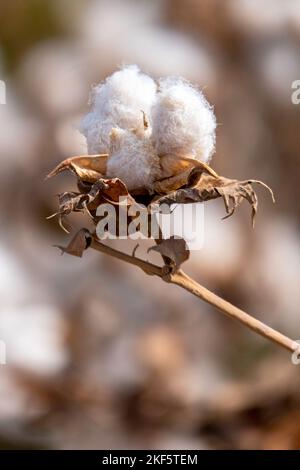 Raccolta. Primo piano di boli di cotone maturo sul ramo e soffice cotone bianco. Israele Foto Stock