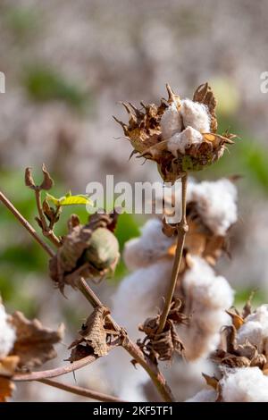 Raccolta. Primo piano di boli di cotone maturo sul ramo e soffice cotone bianco. Israele Foto Stock