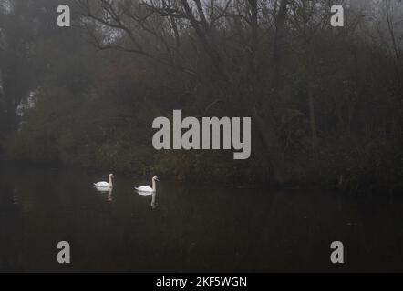 Cigni sul fiume Stour in una mattina nebbia. Confine Essex-Suffolk. Dedham a Flatford foothpath. Foto Stock