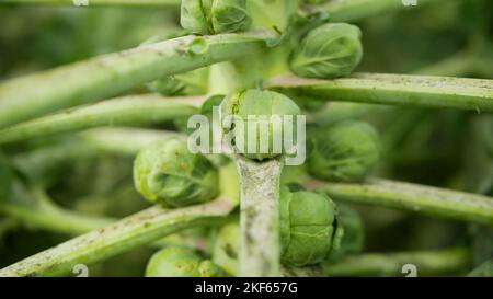 Whitefly Aleyrodes proletella peste bruxelles germoglio Brassica oleracea cavolo nocivo adulti larve sul lato inferiore della pianta foglia. Problema di fattoria Foto Stock