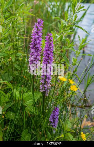 Orchidee comuni macchiate che crescono vicino a uno stagno. Foto Stock