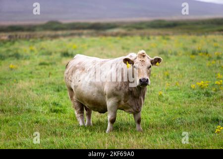 Bovini con etichetta sulle orecchie in una fattoria in Scozia, Regno Unito, 202 Foto Stock