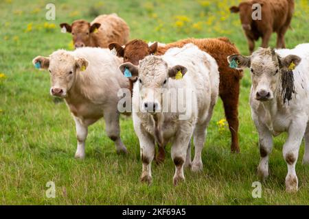 Bovini con etichetta sulle orecchie in una fattoria in Scozia, Regno Unito, 202 Foto Stock