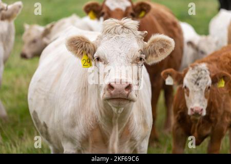 Bovini con etichetta sulle orecchie in una fattoria in Scozia, Regno Unito, 202 Foto Stock