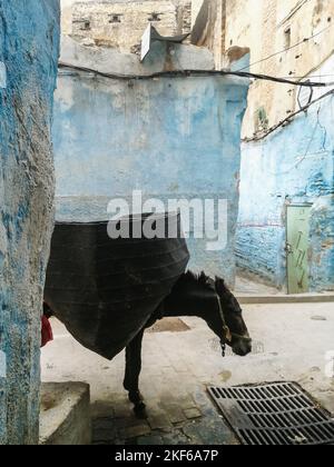 Marocco, Fes, raccolta dei rifiuti urbani Foto Stock