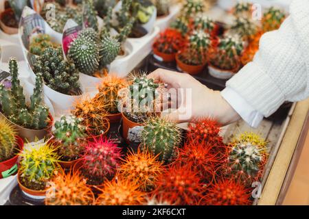 Molti bei cactus colorati in pentola, mano donna scegliere uno Foto Stock