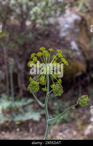 La macro ripresa verticale di una Ferula tingitana che cresce all'aperto Foto Stock