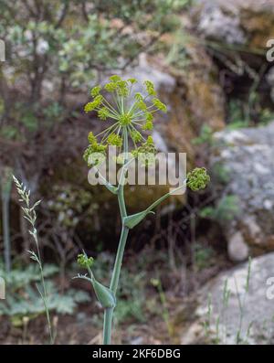 La macro ripresa verticale di una Ferula tingitana che cresce all'aperto Foto Stock