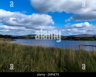 Poulaphouca Reservoir è un'area di ricreazione e la conservazione degli uccelli selvatici nella contea di Wicklow vicino a Blessington, Irlanda. Foto Stock
