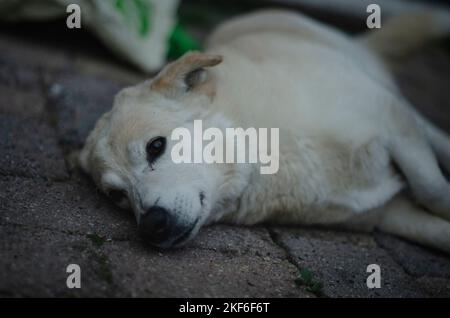 Corgi e labrador misto razza cane steso su un terreno di pietra Foto Stock