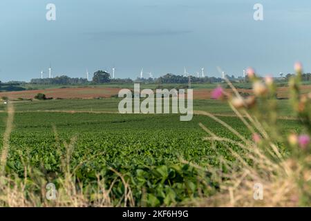 Campi di soia con una strada con auto e un mulino a vento fattoria all'orizzonte Foto Stock
