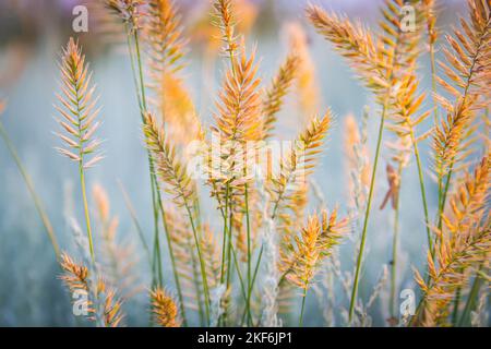 Contorni di erba sullo sfondo del sole luminoso. Contorno di piante di steppa sullo sfondo di sole di messa.. Foto Stock